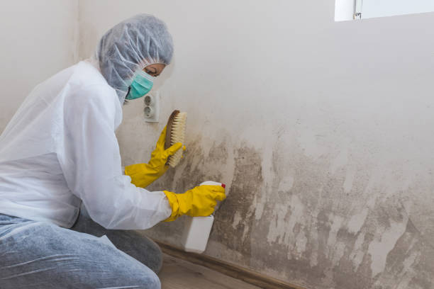 Best Mold Remediation Services  in Marion, OH