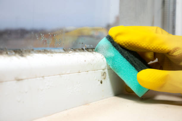 Best Mold Testing and Removal  in Marion, OH