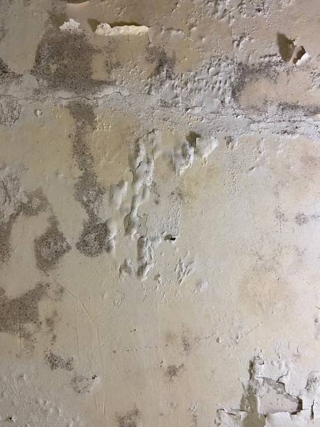 Best Attic Mold Removal  in Marion, OH