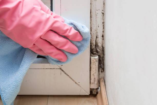 Best Mold Remediation  in Marion, OH