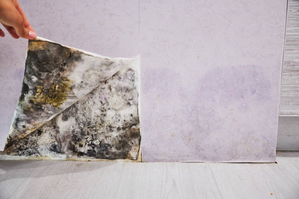Best Certified Mold Removal  in Marion, OH